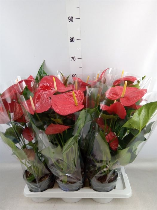 <h4>Anthurium andr. 'Karma Red'</h4>