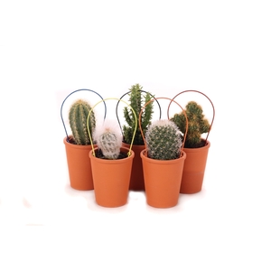 Cactus 5,5 cm met boogje in roodsteen vaasje