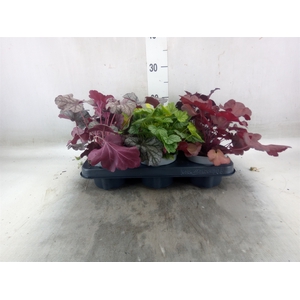 Heuchera  'Indian Summer'   ...mix