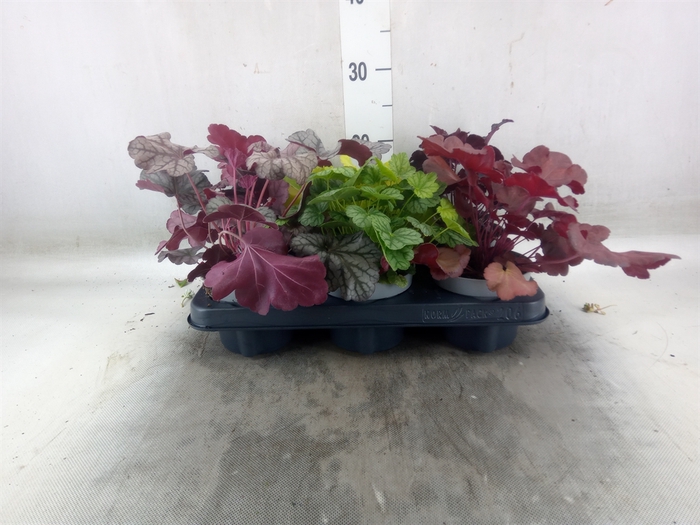 <h4>Heuchera  'Indian Summer'   ...mix</h4>