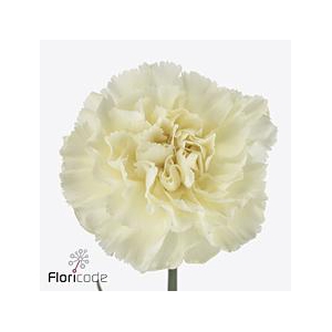 Dianthus st halo