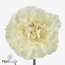 <h4>Dianthus st halo</h4>