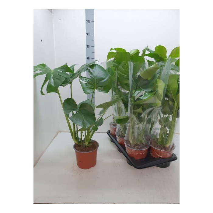 <h4>MONSTERA DELICIOSA</h4>
