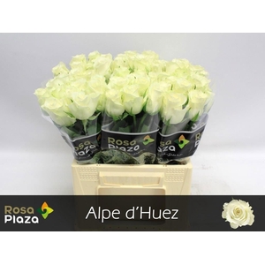 Rosa large alpe d'huez