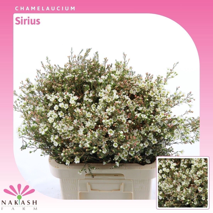 <h4>Chamelaucium Sirius</h4>