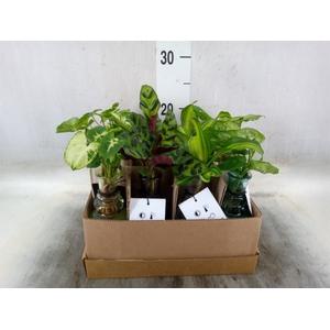 Planten  ..mix