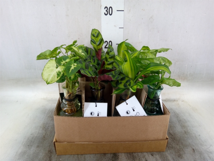 <h4>Planten  ..mix</h4>