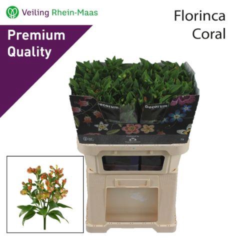 <h4>ALST FL CORAL</h4>