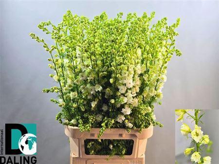 <h4>Cons R Q White 100cm</h4>