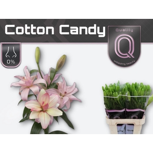 LI LA DU COTTON CANDY 3+