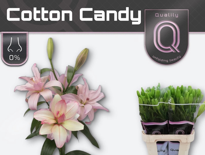 <h4>LI LA DU COTTON CANDY 5+</h4>