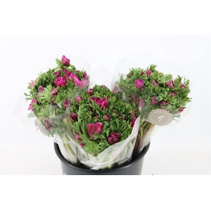 Anem Marianne Orchid