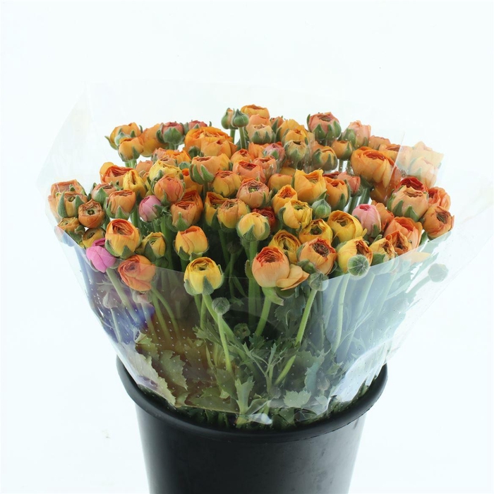 <h4>Ran El Apricot Extra</h4>