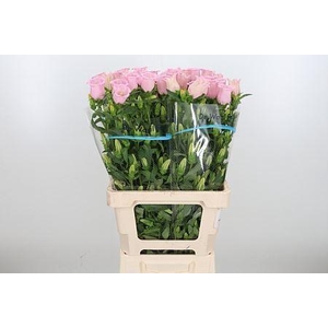 CAMPANULA MEDIUM 'PEARL PINK' CAMP