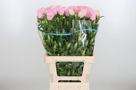 <h4>CAMPANULA MEDIUM 'PEARL PINK' CAMP</h4>