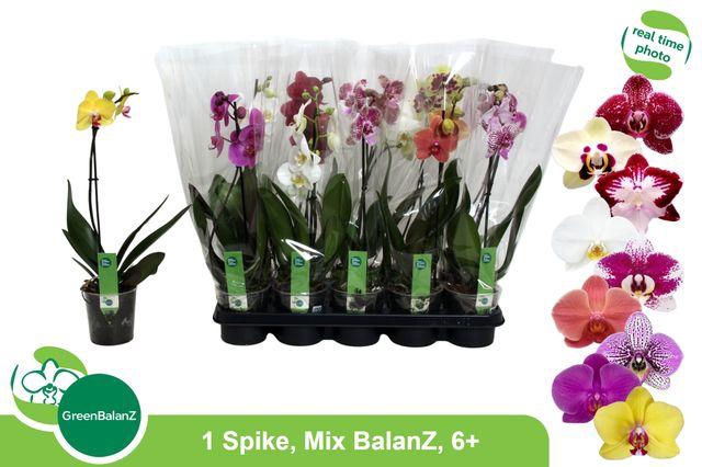 <h4>BALANZ - MIX 1 TAK 6+/50</h4>