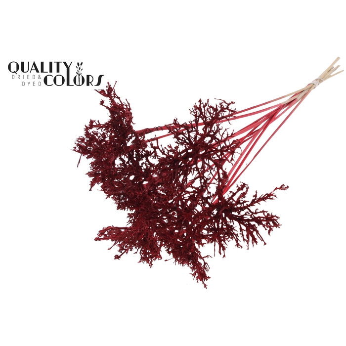 <h4>Dry Tree on stem Red</h4>