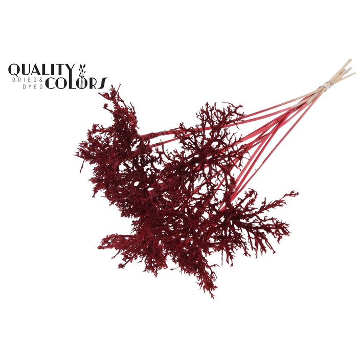<h4>Dry Tree on stem Red</h4>