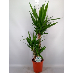 Yucca   ...
