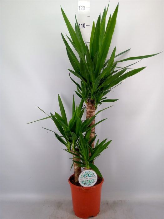 <h4>Yucca   ...</h4>