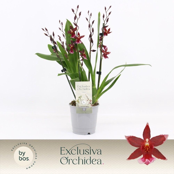 <h4>Barrocco Red, 5/6-spike 'Exclusiva Orchidea'</h4>
