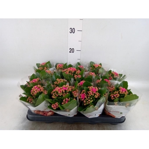 Kalanchoe blos. 'RosDon Victorio'