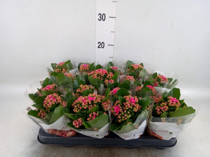 <h4>Kalanchoe blos. 'RosDon Victorio'</h4>