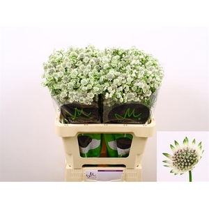 Astrantia Billion Stars