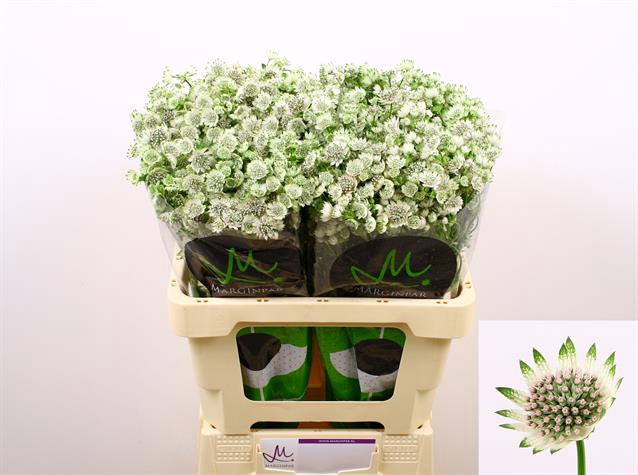 <h4>Astrantia Billion Stars</h4>