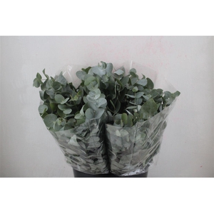 Euca Cinerea Short 150gr P Bunch