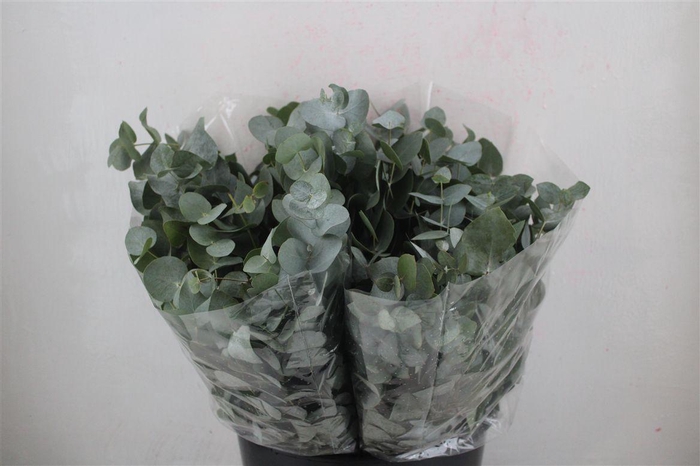 <h4>Euca Cinerea Short 150gr P Bunch</h4>