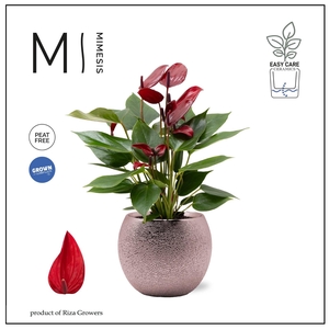 Mimesis Anthurium KARMA Lava - 9cm cm Bubbly Rose Gold