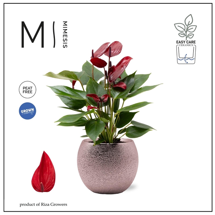<h4>Mimesis Anthurium KARMA Lava - 9cm cm Bubbly Rose Gold</h4>