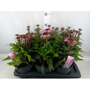 Echinacea purp. 'Mooodz Courage'