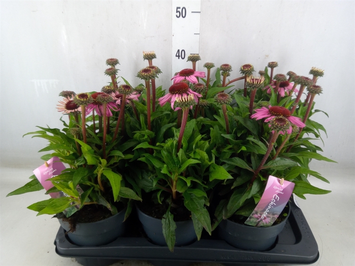 <h4>Echinacea purp. 'Mooodz Courage'</h4>