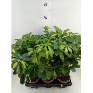 Schefflera arbor. 'Gold Capella'