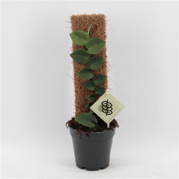 <h4>Rhaphidophora Hayi</h4>