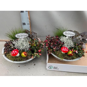 ARR TUINPLANTEN