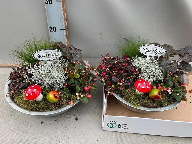 <h4>ARR TUINPLANTEN</h4>
