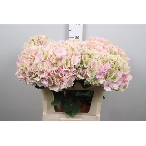 Hydr Cl Verena Champ