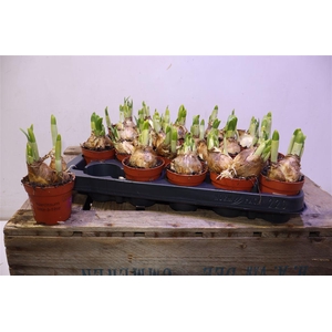 arr8 Narc O Tete A Tete