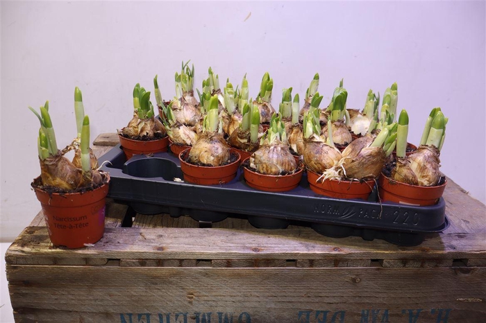 <h4>Narc O Tete A Tete</h4>