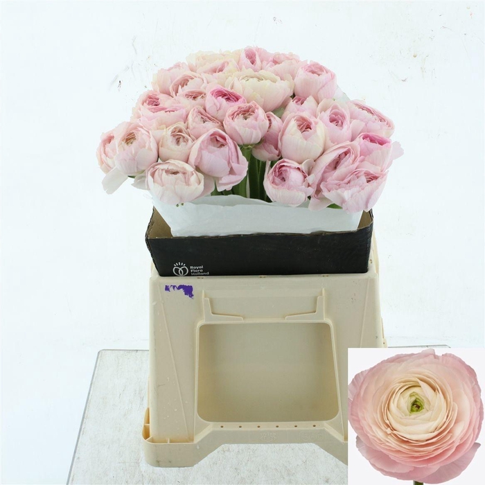 <h4>RAN SU HANOI</h4>