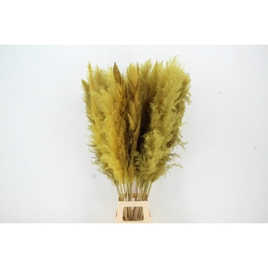 DF Pampas 130cm Ocher Yellow