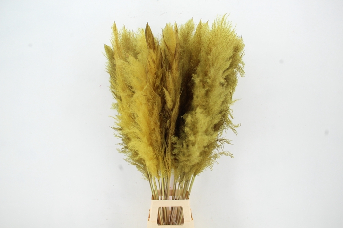 <h4>DF Pampas 130cm Ocher Yellow</h4>