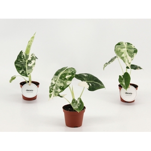 Alocasia Frydek Variegata