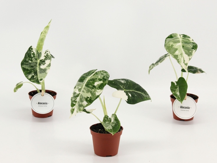 <h4>Alocasia Frydek Variegata</h4>
