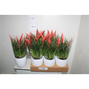 ** Vries Astrid Keramiek Wit * Winter Promo *