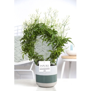 Jasminum Poly. ( 200+ knop) in P&PURE Lauren ceramics