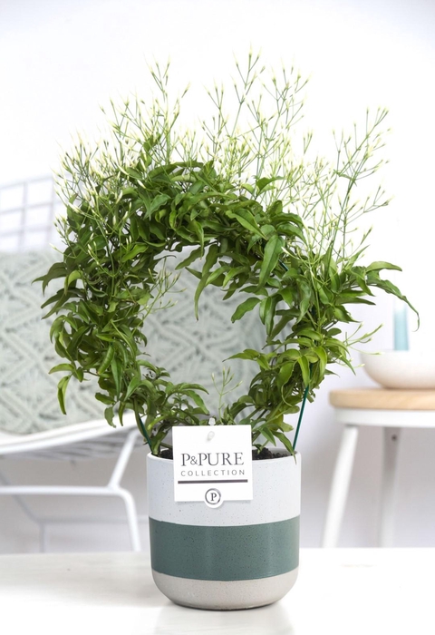 <h4>Jasminum Poly. ( 200+ knop) in P&PURE Lauren ceramics</h4>